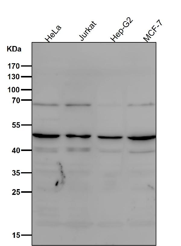 WB - Anti-MyoD1/Myod Rabbit Monoclonal Antibody ABO13762
